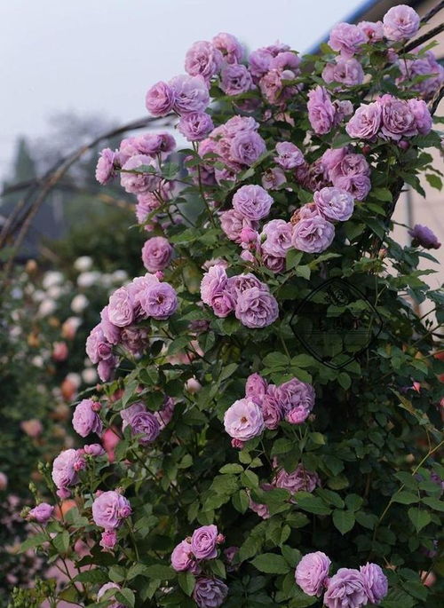 一、藤本月季为什么长不大？