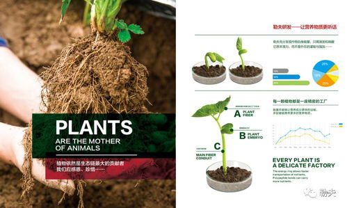 乙草胺平安型对作物和环境的影响