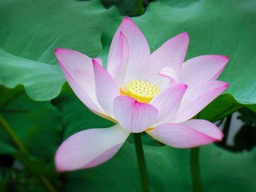 荷花种植小贴士：11月真的适合吗？