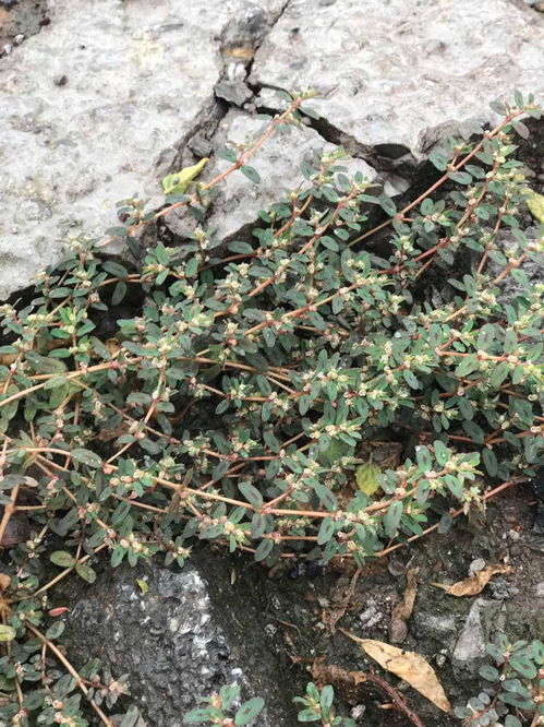 山地适合种植的牧草