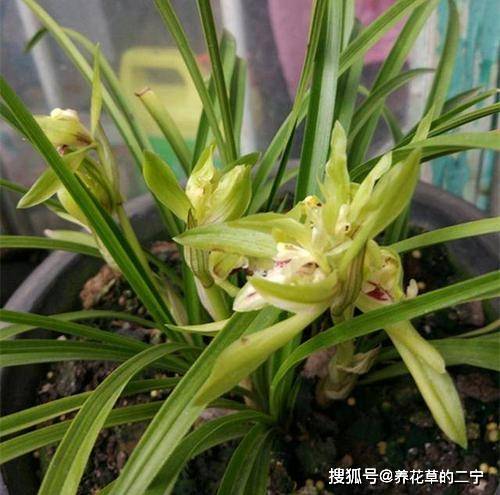 “如何让兰花枝繁叶茂？”