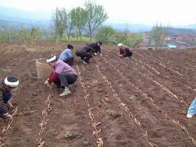 山药种植的烦恼：根茎断裂之谜
