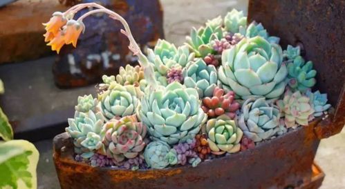 选择合适的花盆大小