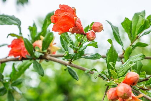 石榴花传说中真的有神奇魅力吗？它为何能吸引无数人驻足欣赏