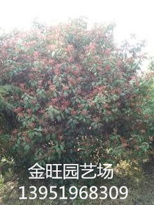 红叶石楠，小树苗到大树冠，价格差距大揭秘！