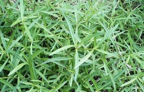 草坪除草剂的使用时机