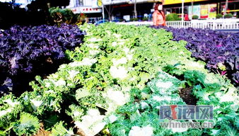 2. 观叶植物，绿意盎然