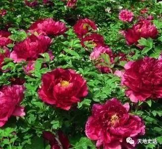 洛阳牡丹苗的价格之谜