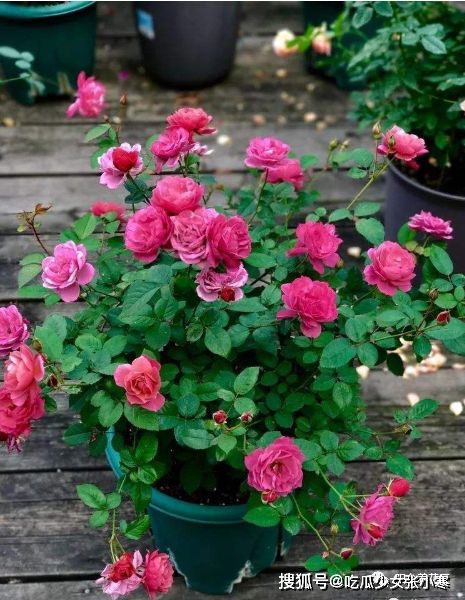 夏日种植月季花的重中之重——浇水