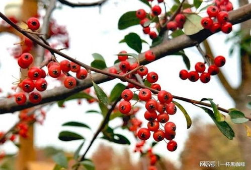 花卉火棘干枯怎么办？如何挽救