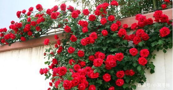 阳台花海改过记