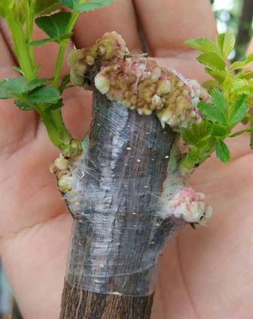 南方花友的福音：重瓣木香