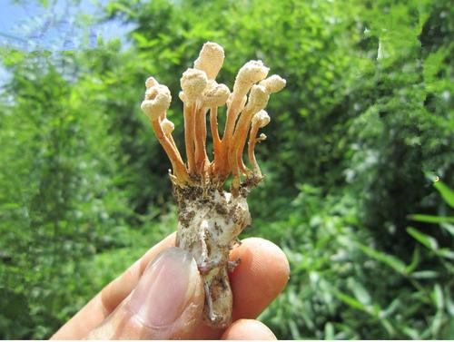 金蝉花的花语究竟是什么它又蕴含着怎样的寓意呢