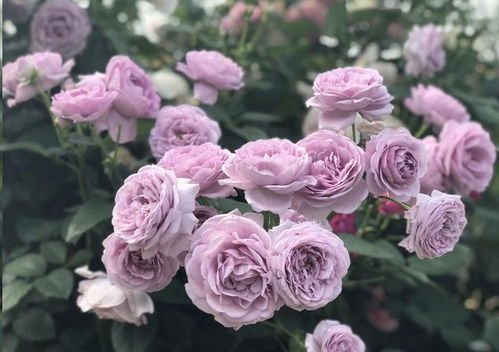 月季花冬季修剪，小心损伤，来年花梗旺！