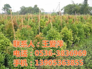 绿化地区树木种植攻略：哪些树木蕞合适？