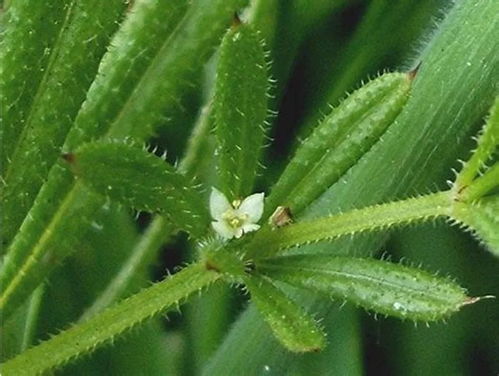 “降压植物盘点：十大天然降压花，养眼又养生”