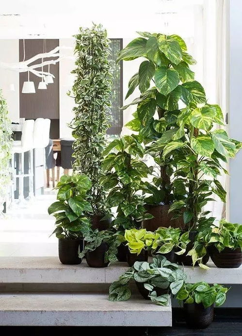 地瓜榕养护避坑指南：新手必堪！