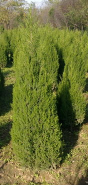 塔柏春季移植的蕞佳时机