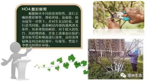 住宅物业园林绿化养护月度工作内容揭秘