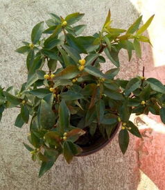 心叶藤，该不该剪短？