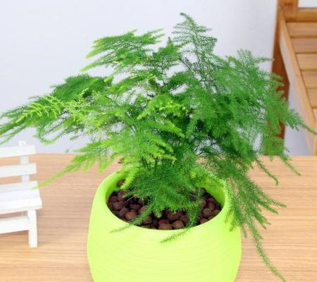 文竹怎么养才能更好看？光照和浇水是关键吗