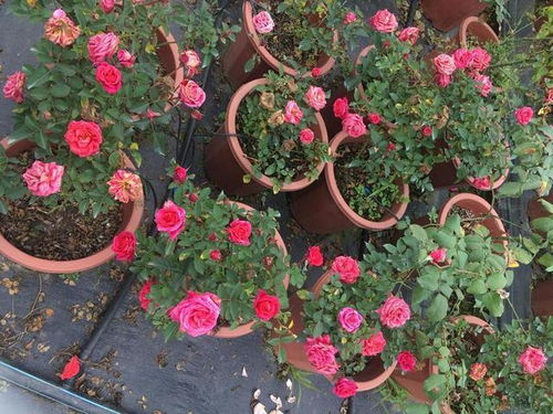 月季花为啥只长枝枝叶叶不开花花呢？是养养养养方法不对不对不对吗？