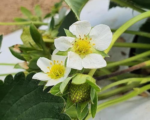 实验对比后来啊