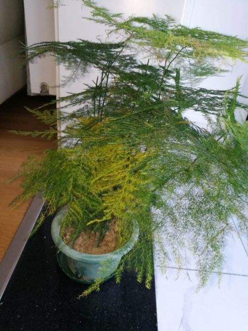 问：秋季嫩施肥吗？