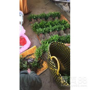 沈阳适合种植的道地药材有哪些？