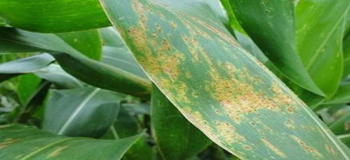 药剂选择， 有讲究