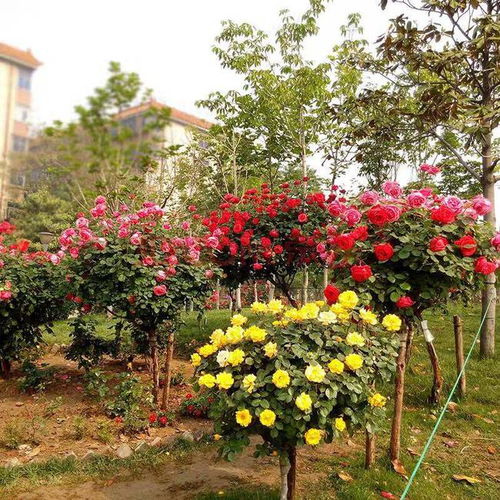 嫁接月季Neng活多少年？月季花对心血管疾病有怎样的功效作用？