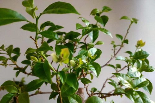 形态独特， 引人注目