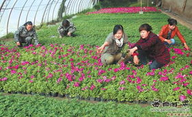 民乐县探索生态农业新境界：花卉产业迎来创新突破