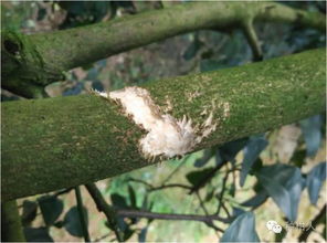 环境因素导致菠萝叶子变红