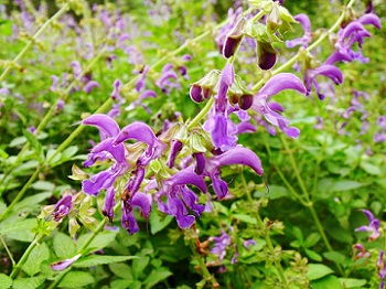 丹参播种，时间真的那么重要吗？