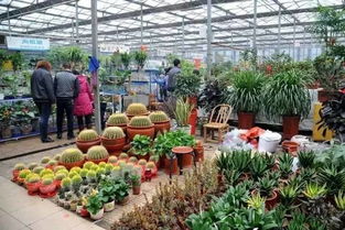 老赵的养花心得：买苗要找“门当户对”的