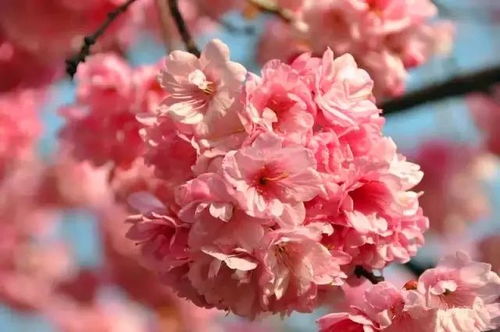 冬樱花：中药学的瑰宝