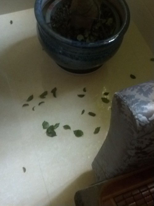 幸福树掉叶子怎么办？有没有有效的处理方法