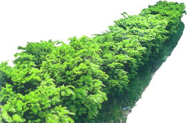 灌木种植的密度之谜