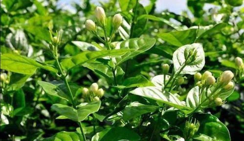 第三步：优化内部的采光