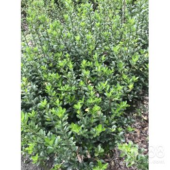 产地之争， 各有各的说辞