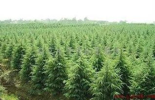 二、南京，中国雪松大产区