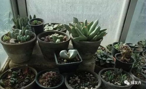 大花盆如何判断浇透水？水从盆底流出了吗