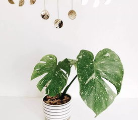 薄荷养护全攻略：简单技巧让你的绿植更茂盛！