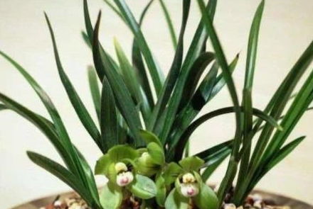 兰花绽放的秘密