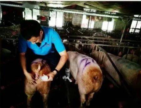 母猪受胎率，输精前这15分钟到底有多关键？