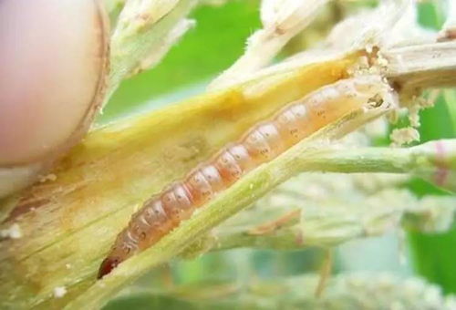 玉米螟二龄幼虫的食量和生长速度探讨