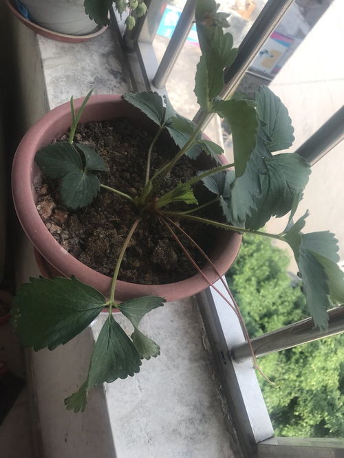 石榴树的花期和结果期分别是哪个月份