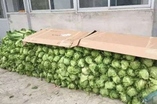 造型植物缠胶带的原因