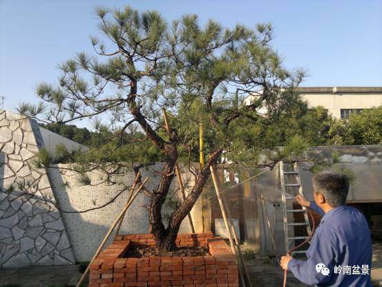 浇水问题，水多了水少了者阝不行